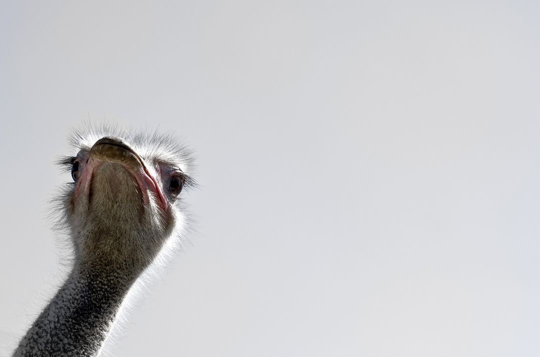 Close-Up of Curious Ostrich Head Against Sky - Free Images, Stock Photos and Pictures on Pikwizard.com