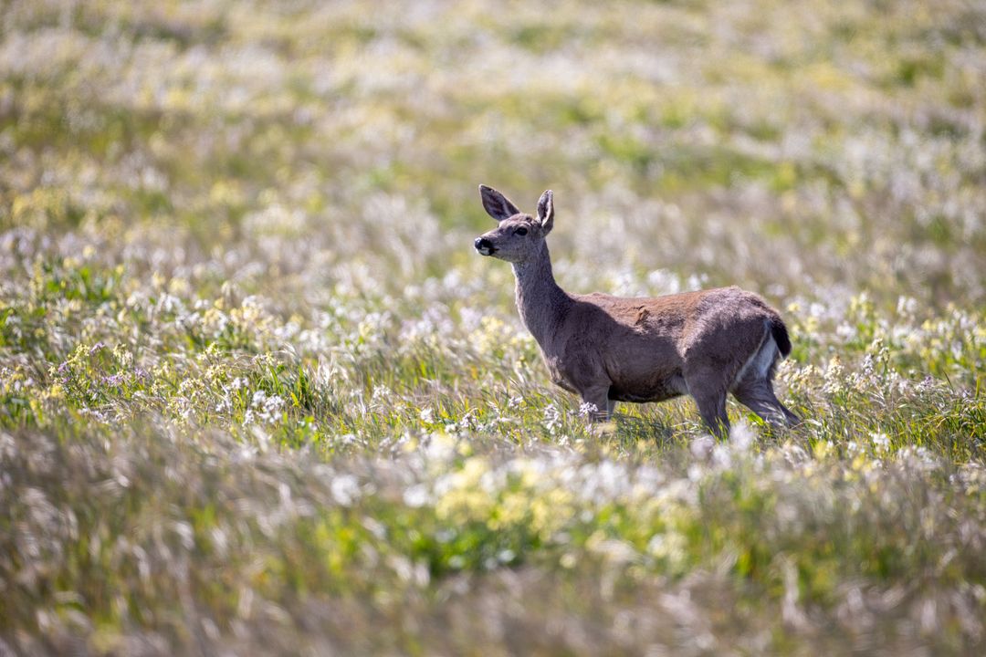 Solitary deer standing in sunlit wildflower meadow with soft bokeh background
