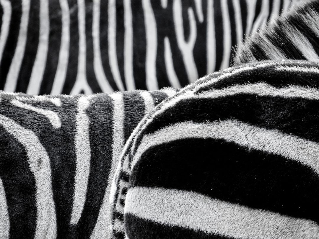 Close-Up View of Zebra Skin Texture and Pattern - Free Images, Stock Photos and Pictures on Pikwizard.com