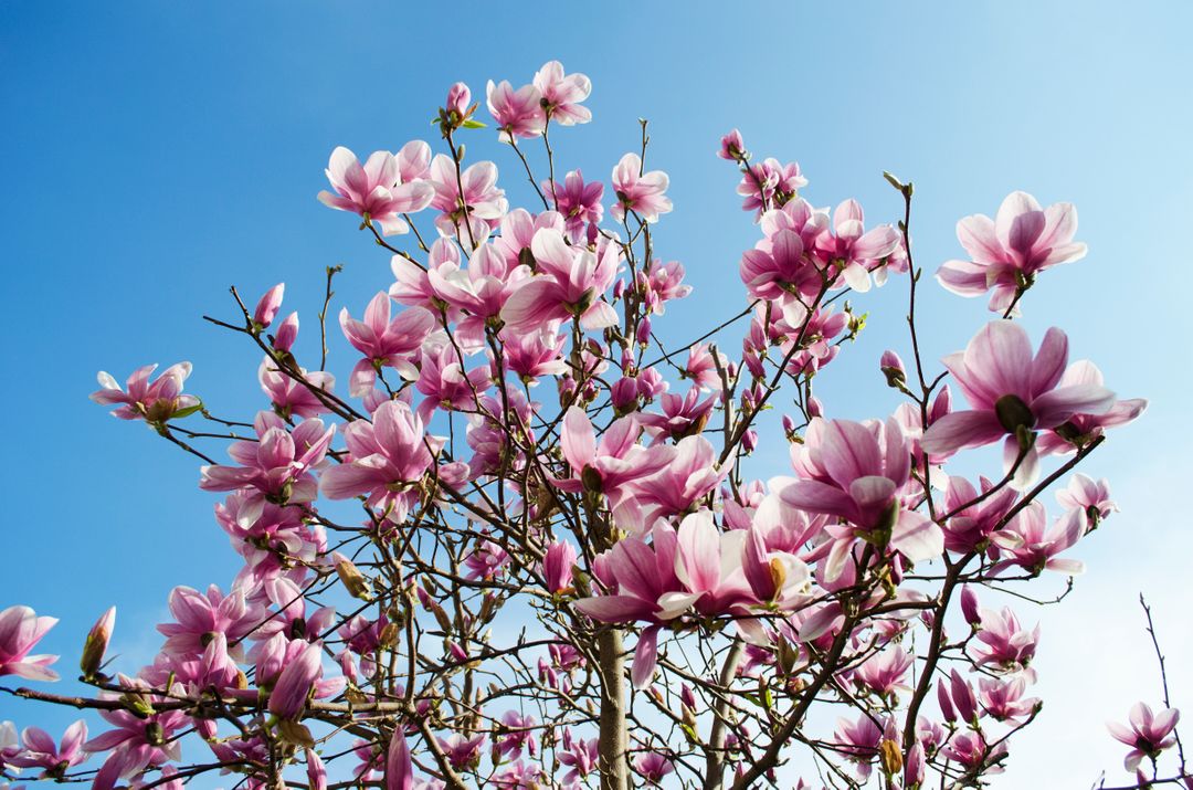 Magnolia Blossoms in Full Bloom Against Clear Blue Sky - Free Images, Stock Photos and Pictures on Pikwizard.com