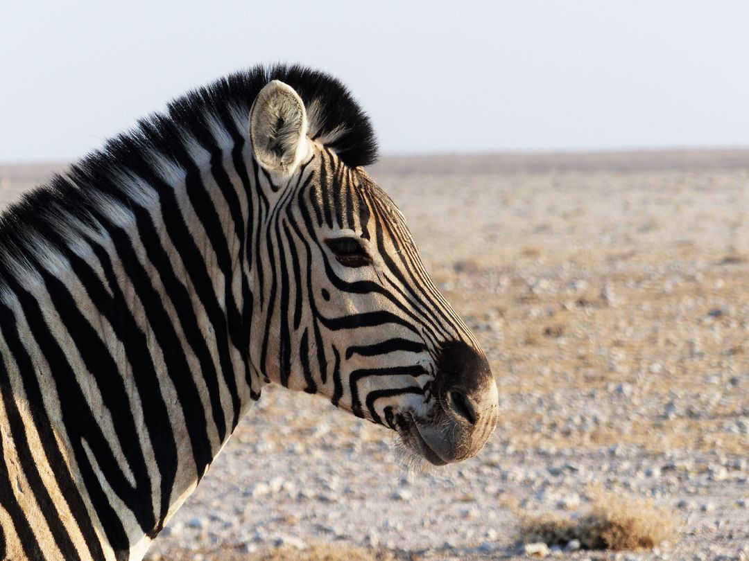 Side Profile of Zebra in Desert Landscape - Free Images, Stock Photos and Pictures on Pikwizard.com