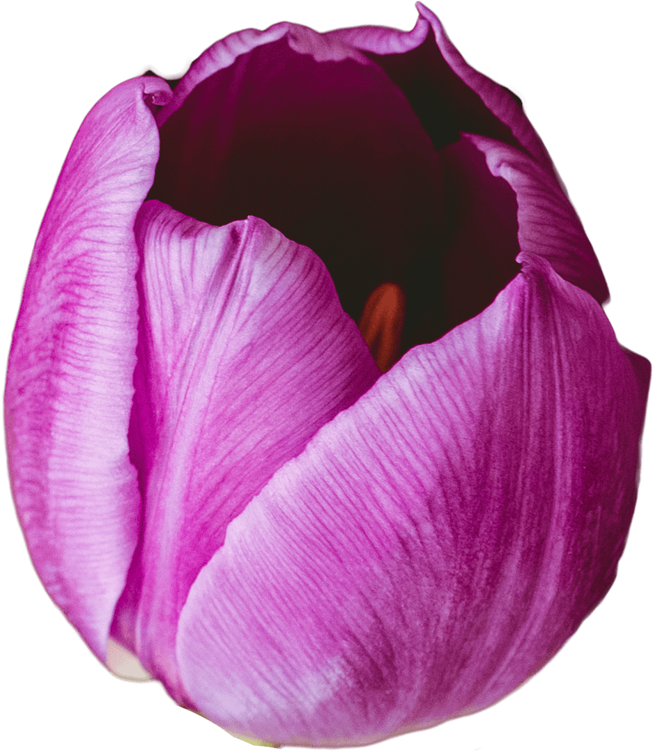 Elegant Purple Tulip Showing Intricate Petal Texture