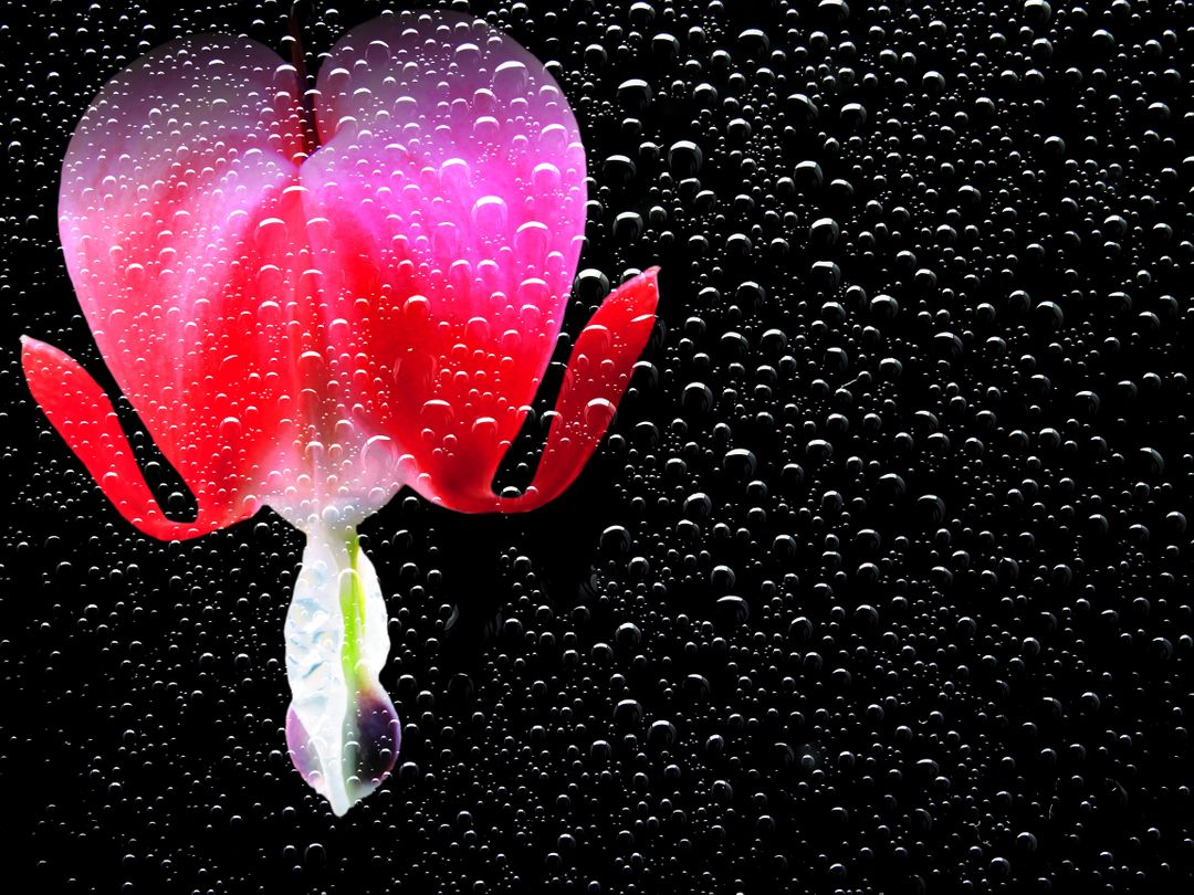 Vibrant Red and Pink Flower Covered in Dew Drops on Black Background - Free Images, Stock Photos and Pictures on Pikwizard.com