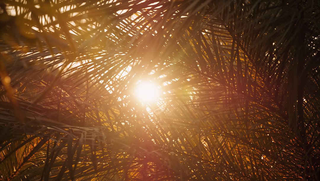 Sunlight Filtering Through Tropical Palm Fronds