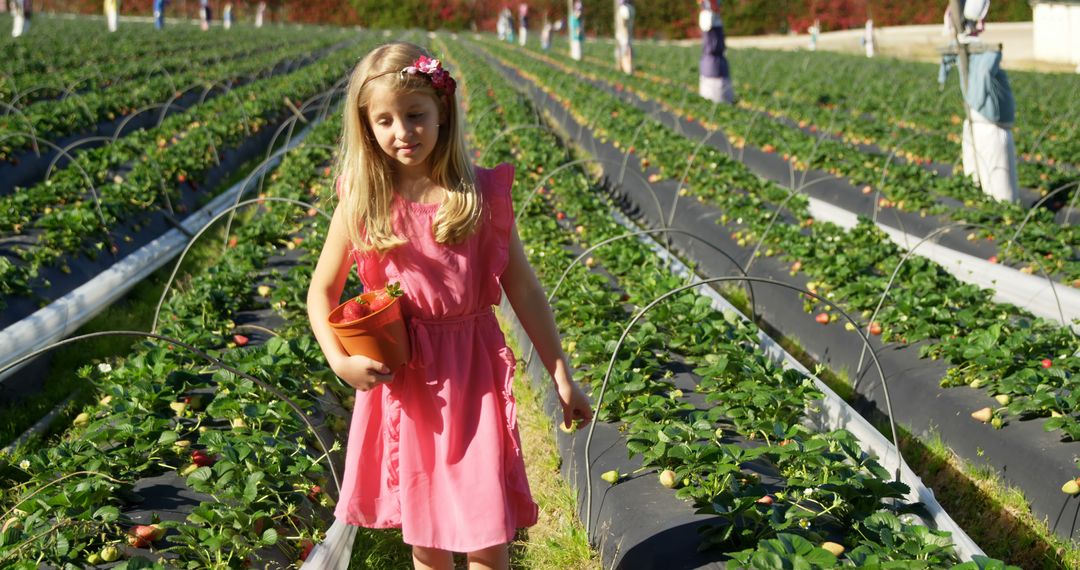 Young Girl Picking Strawberries in Sunlit Field - Free Images, Stock Photos and Pictures on Pikwizard.com