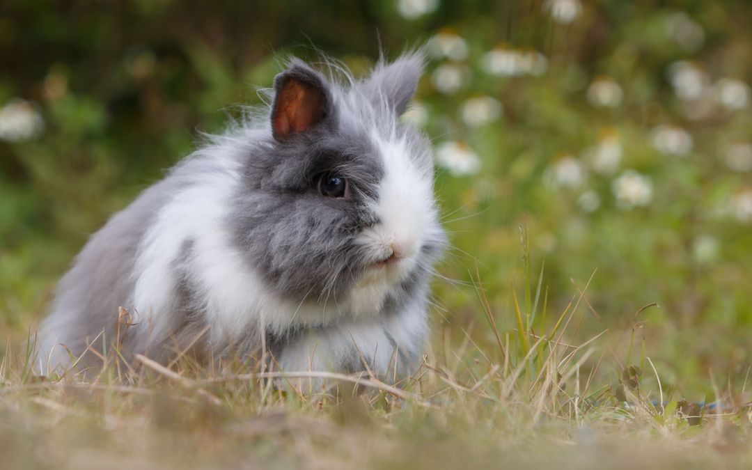 Rabbit Angora Mammal - Free Images, Stock Photos and Pictures on Pikwizard.com