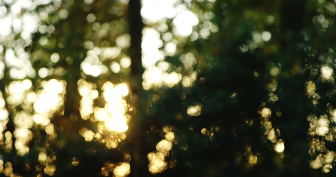 Blurred Sunlight Through Dense Forest Trees - Free Images, Stock Photos and Pictures on Pikwizard.com