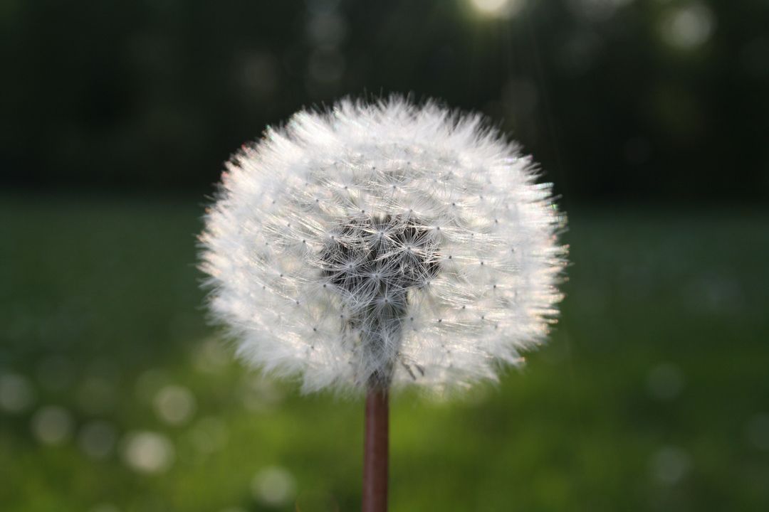 White Dandelion Flower in Close Up Photograph - Free Images, Stock Photos and Pictures on Pikwizard.com