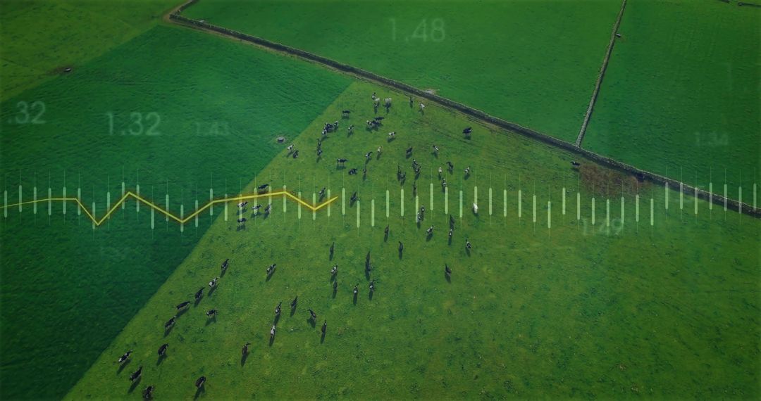 Grazing cattle casting long shadows across green pasture with stone wall and data overlay