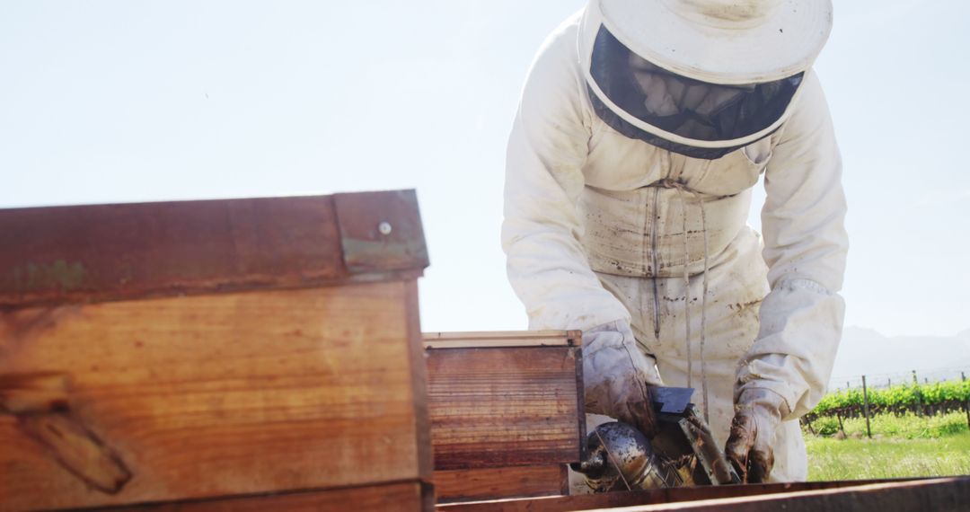 Beekeeper in Protective Gear Tending to Beehives - Free Images, Stock Photos and Pictures on Pikwizard.com