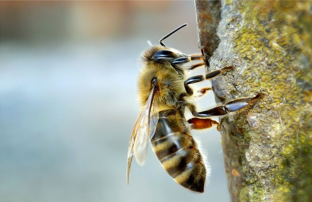 Close-Up of Honeybee on Tree Bark in Natural Habitat