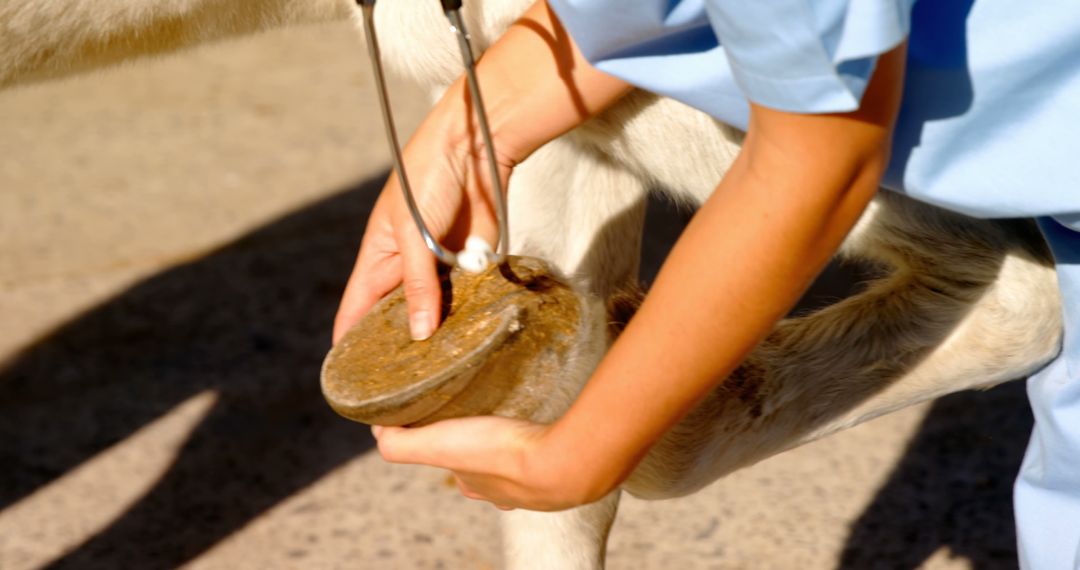 Veterinarian Examining Donkey's Hoof Up Close - Free Images, Stock Photos and Pictures on Pikwizard.com