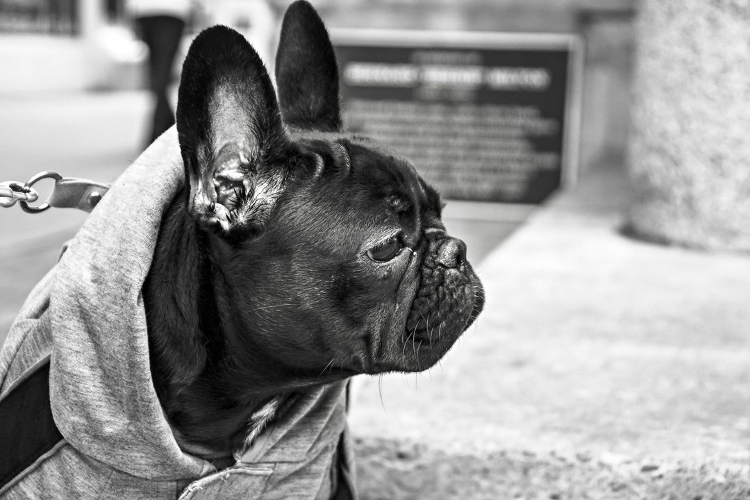 Black and White French Bulldog in Hoodie Looking Away - Free Images, Stock Photos and Pictures on Pikwizard.com