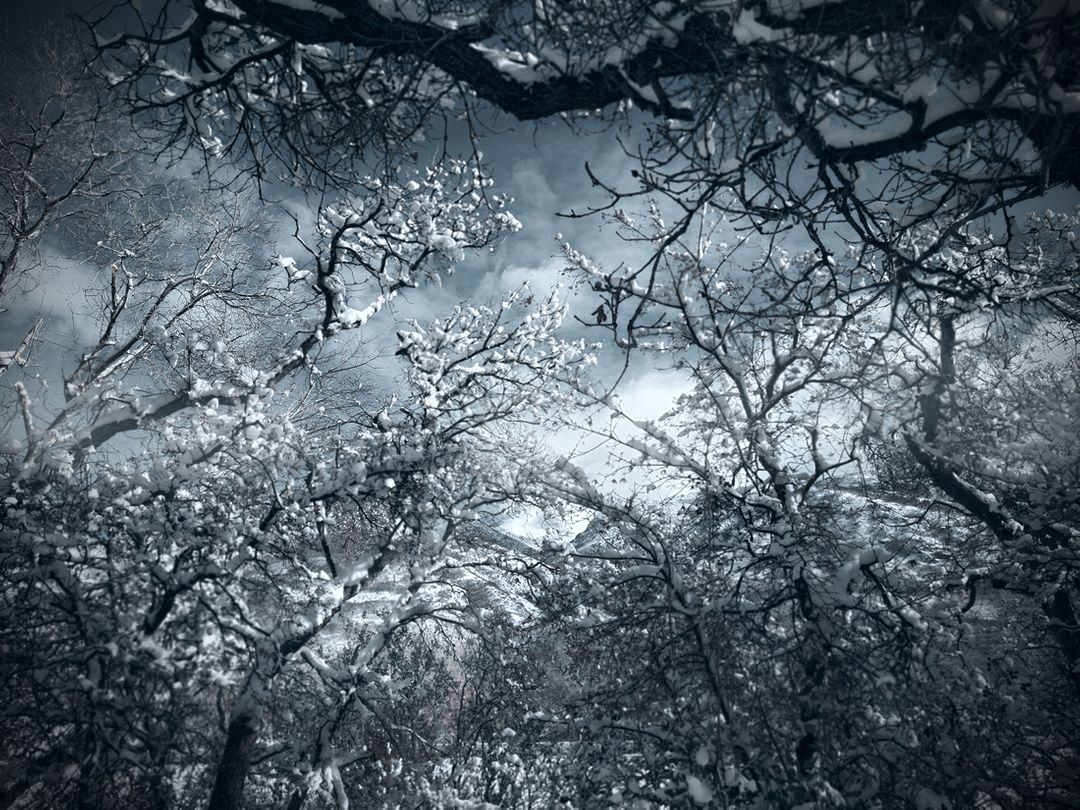 Winter Forest with Snow-Covered Bare Trees Under Cloudy Sky - Free Images, Stock Photos and Pictures on Pikwizard.com