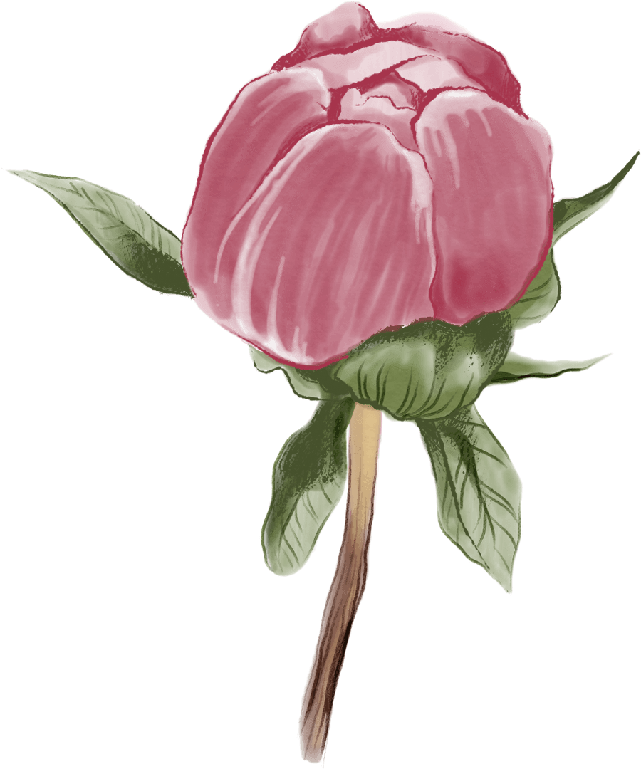 Pink Flower Digital Illustration with Transparent Background