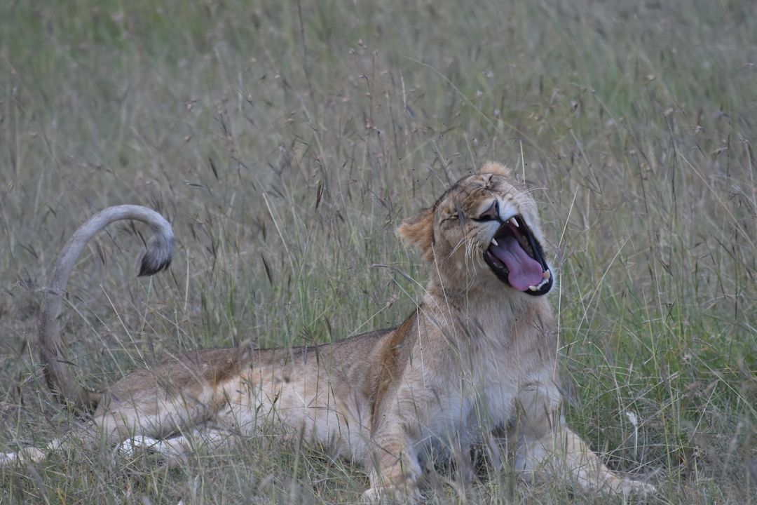 Female Lion Yawning in Grassy Field - Free Images, Stock Photos and Pictures on Pikwizard.com