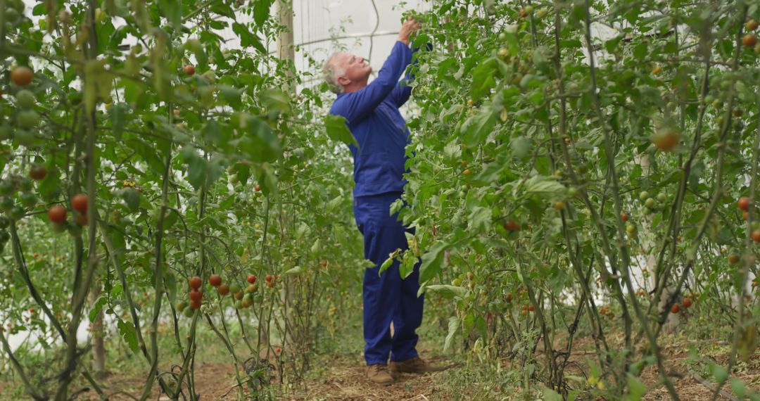 Gardener Harvesting Tomatoes in Greenhouse - Free Images, Stock Photos and Pictures on Pikwizard.com