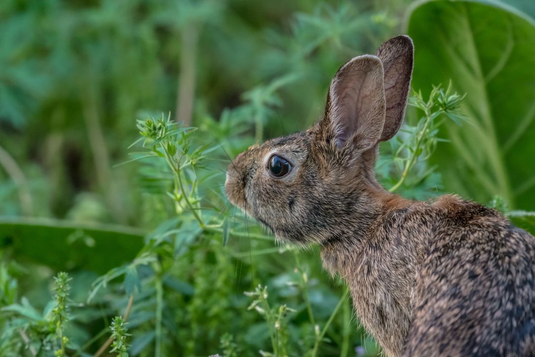 Wild Cottontail Rabbit Foraging in Meadow Listening with Alert Ears and Detailed Profile