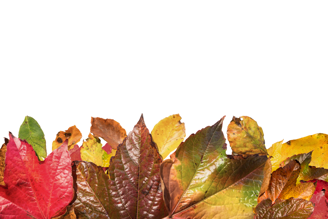 Colorful Collection of Leaves on Transparent Background for Autumn and Nature Design - Download Free Stock Images Pikwizard.com