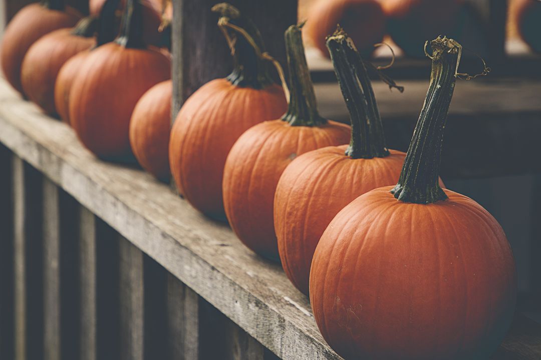 Row of Rustic Pumpkins Lining Weathered Wooden Railing for Autumn Decor and Halloween