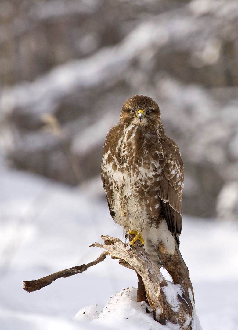 Majestic Hawk Posing on Snowy Branch in Winter Forest - Free Images, Stock Photos and Pictures on Pikwizard.com