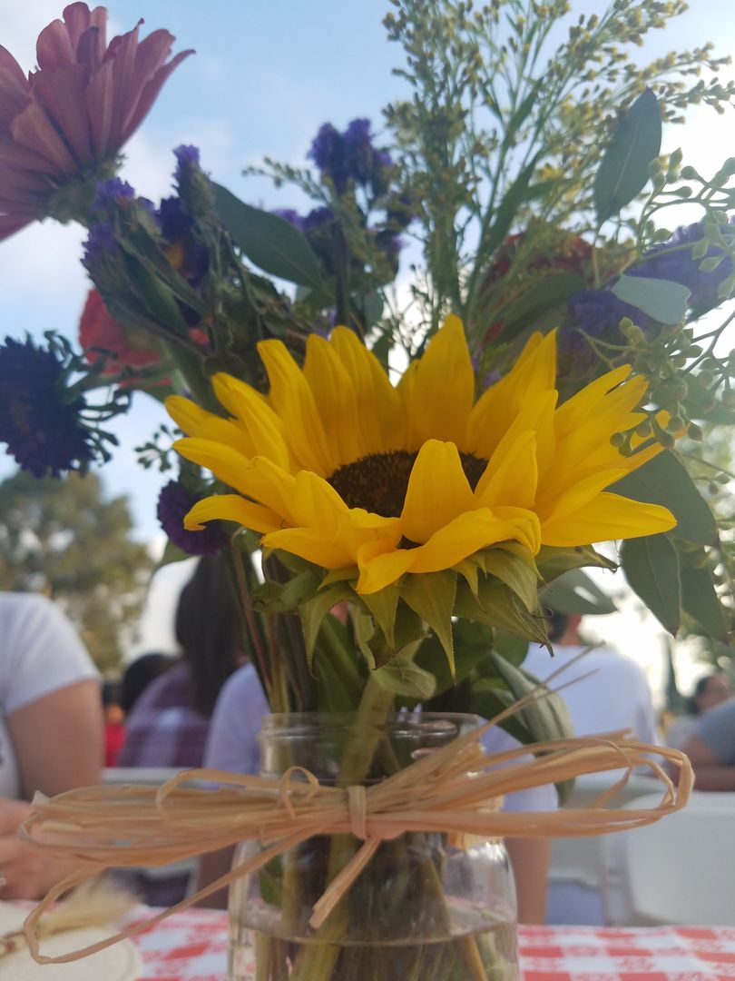 Vibrant Sunflower Bouquet in Rustic Jar at Outdoor Event - Free Images, Stock Photos and Pictures on Pikwizard.com