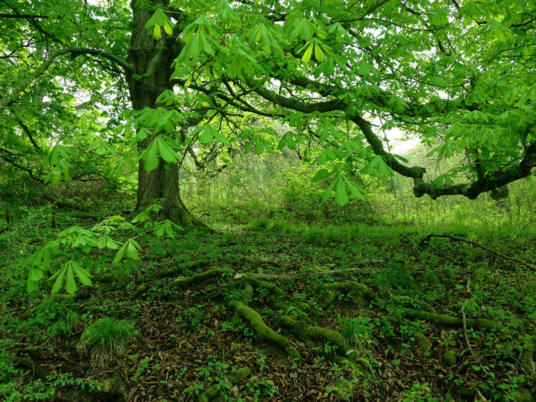 Lush Green Forest with Mossy Tree Trunks and Leafy Canopy - Free Images, Stock Photos and Pictures on Pikwizard.com