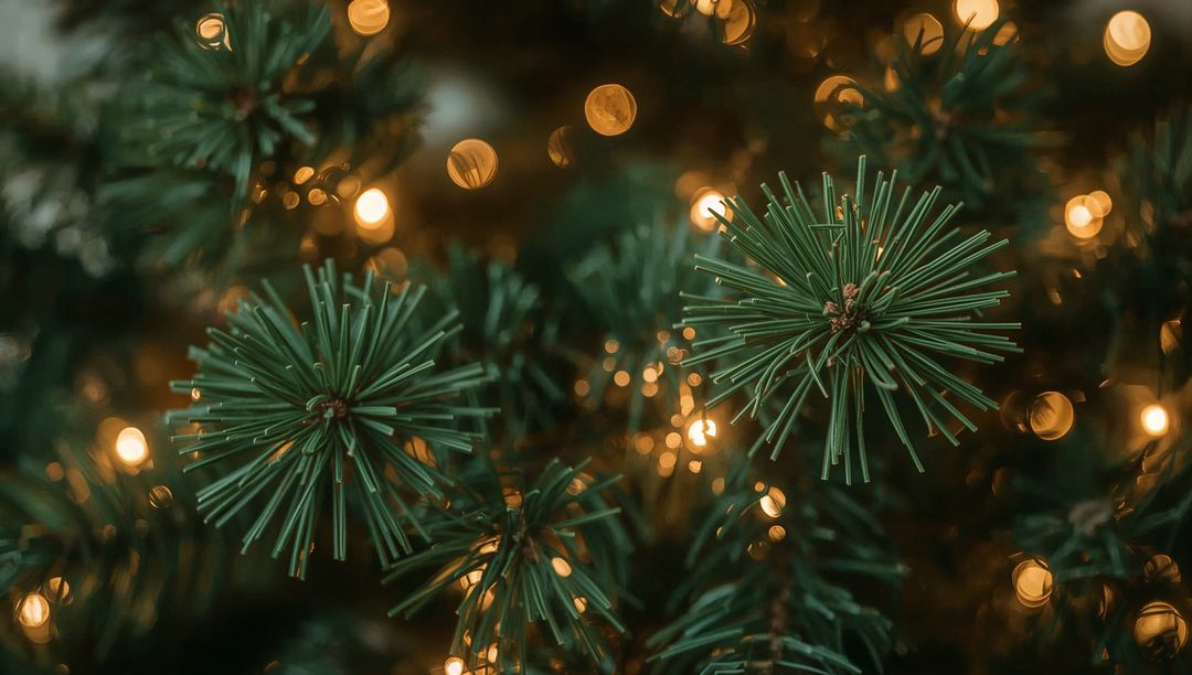 Evergreen Branch Featuring Round Needle Clusters with Warm Glowing Bokeh Lights