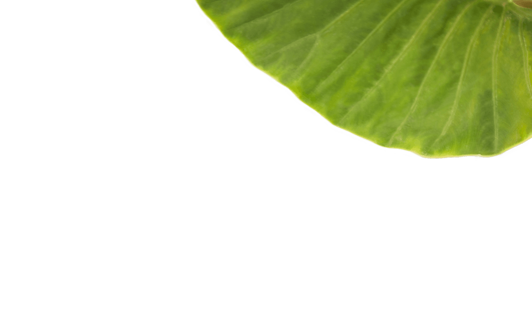 Green Leaf Illustration on Transparent Background Nature Design