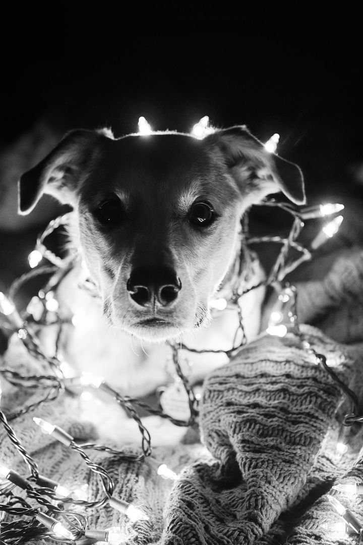 Cute dog wrapped in festive string lights in black and white - Free Images, Stock Photos and Pictures on Pikwizard.com