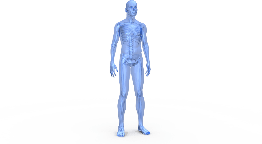 Transparent Digital Human Model for Medical Science