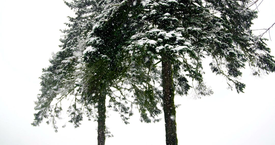 Snow-Covered Pine Trees in Winter Wonderland - Free Images, Stock Photos and Pictures on Pikwizard.com