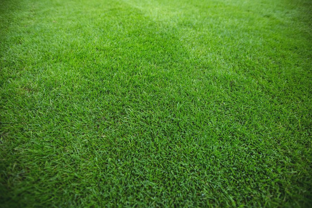 Vibrant Green Grass Field Background - Free Images, Stock Photos and Pictures on Pikwizard.com
