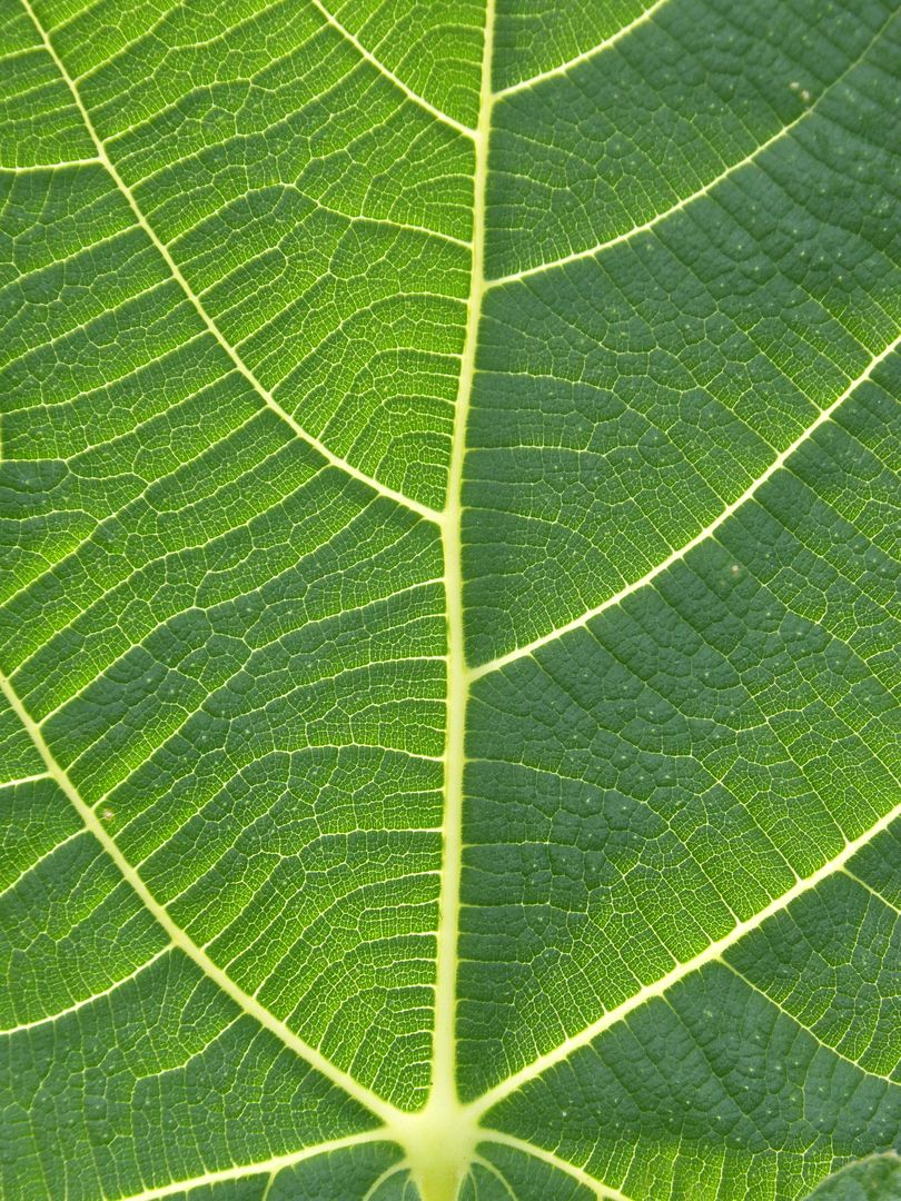 Close-up of Green Leaf Showing Veins and Texture - Free Images, Stock Photos and Pictures on Pikwizard.com