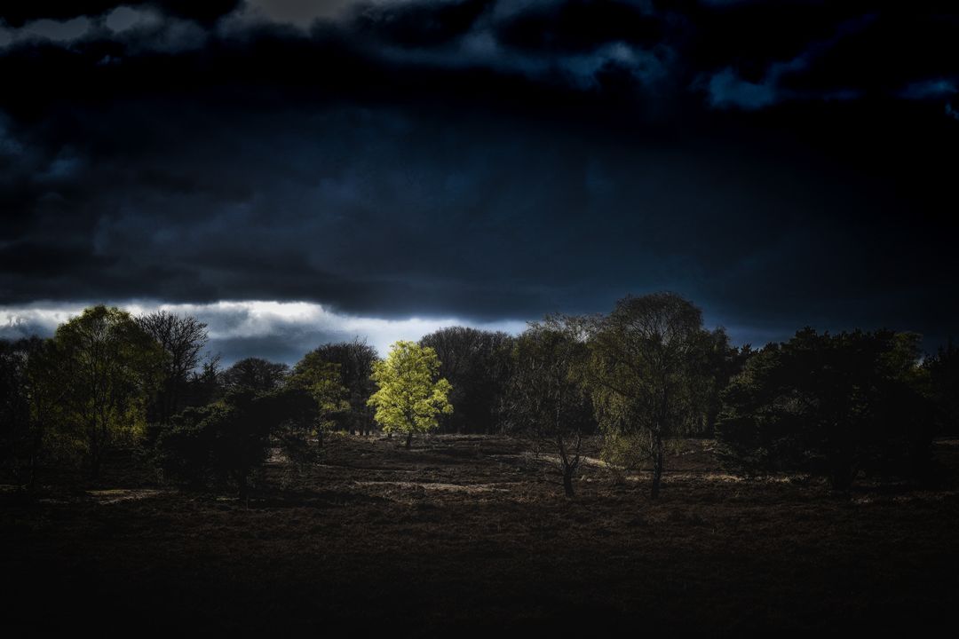 Lone Tree Illuminated in Dark Stormy Landscape