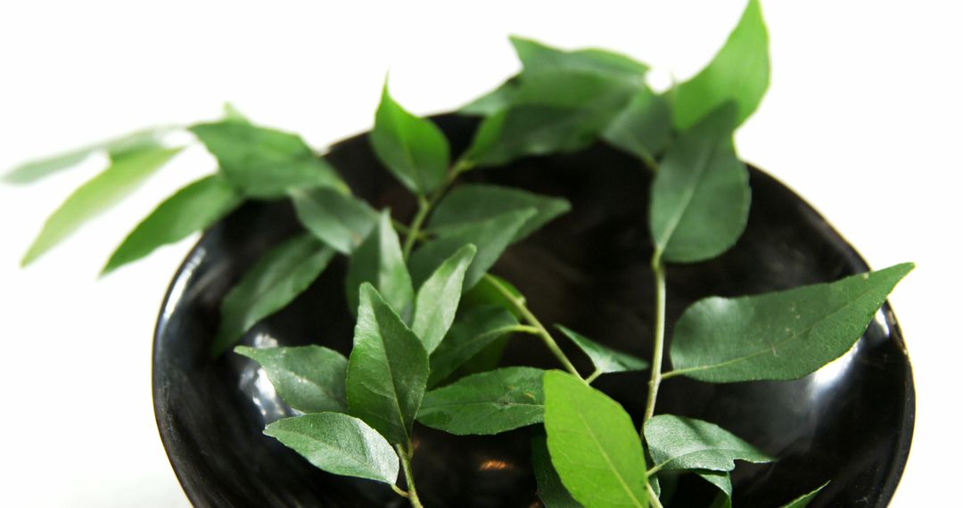 Fresh Curry Leaves in a Black Bowl on White Background - Free Images, Stock Photos and Pictures on Pikwizard.com