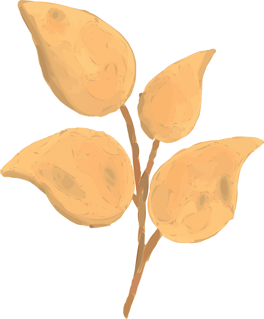 Minimalistic Botanical Branch with Golden Teardrop Leaves Transparent Background