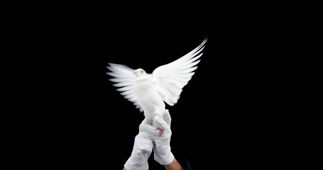 A white dove takes flight from a person's gloved hand against a black background, with copy space - Free Images, Stock Photos and Pictures on Pikwizard.com