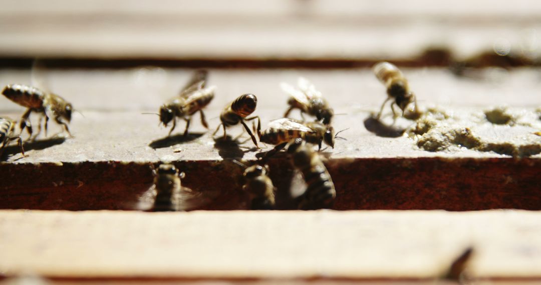 Close-Up of Bees on Wooden Surface in Natural Sunlight - Free Images, Stock Photos and Pictures on Pikwizard.com