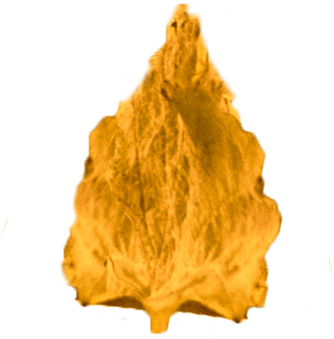 Transparent Golden Autumn Leaf Illustration for Seasonal Design