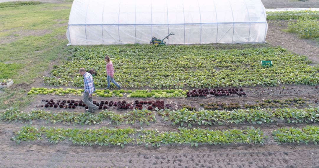 A couple practices sustainable farming in a crop field with a greenhouse backdrop. - Free Images, Stock Photos and Pictures on Pikwizard.com