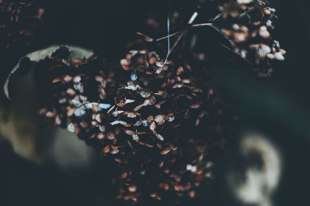 Close-Up of Withered Dried Flowers in Dark Background