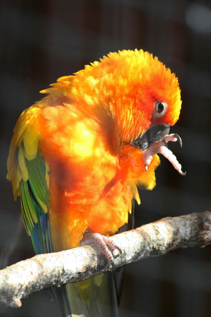 Sun conure preening on branch with vibrant orange, yellow and green feathers