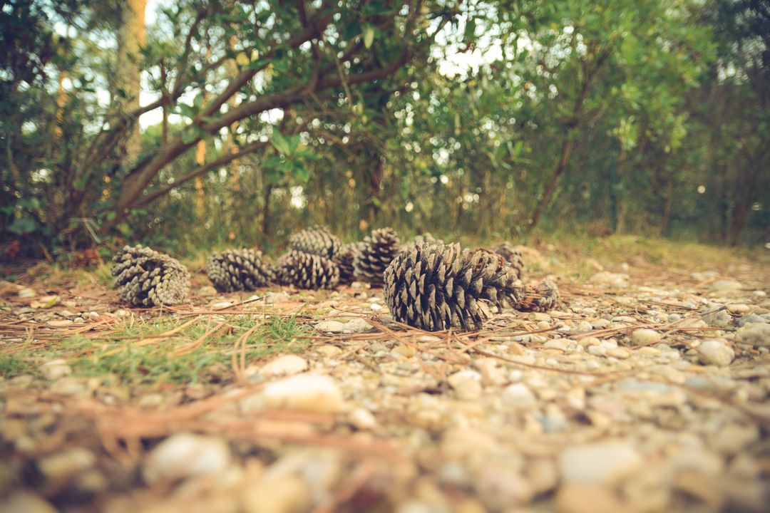 Pine Cones on Forest Floor in Autumn - Free Images, Stock Photos and Pictures on Pikwizard.com