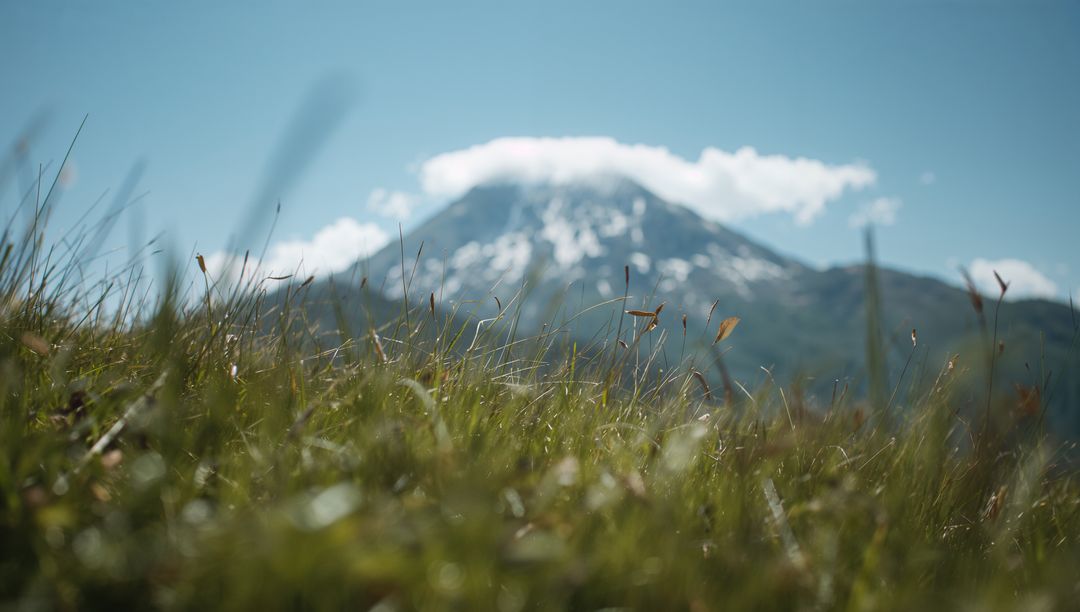 Sunlit alpine grass with seedheads and blurred snow-capped mountain peak, shallow depth