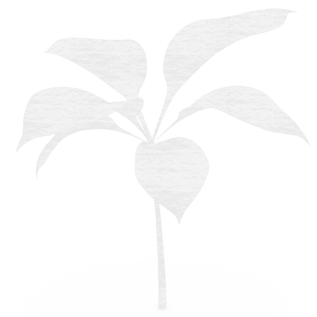 Transparent Vector Plant Illustrations for Design Projects