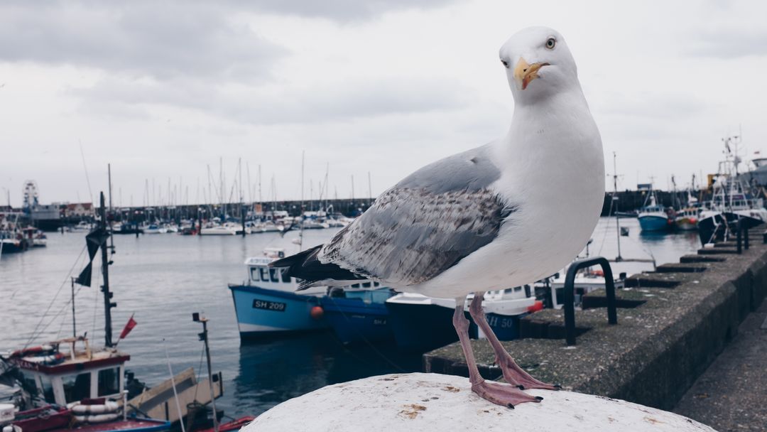 Seagull Perched by Busy Harbor Marina
