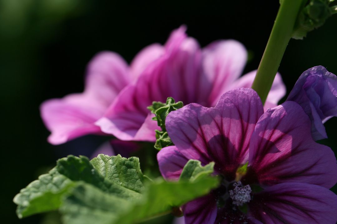 Macro close-up capturing vibrant purple mallow blooms with textured leaves and dark bokeh
