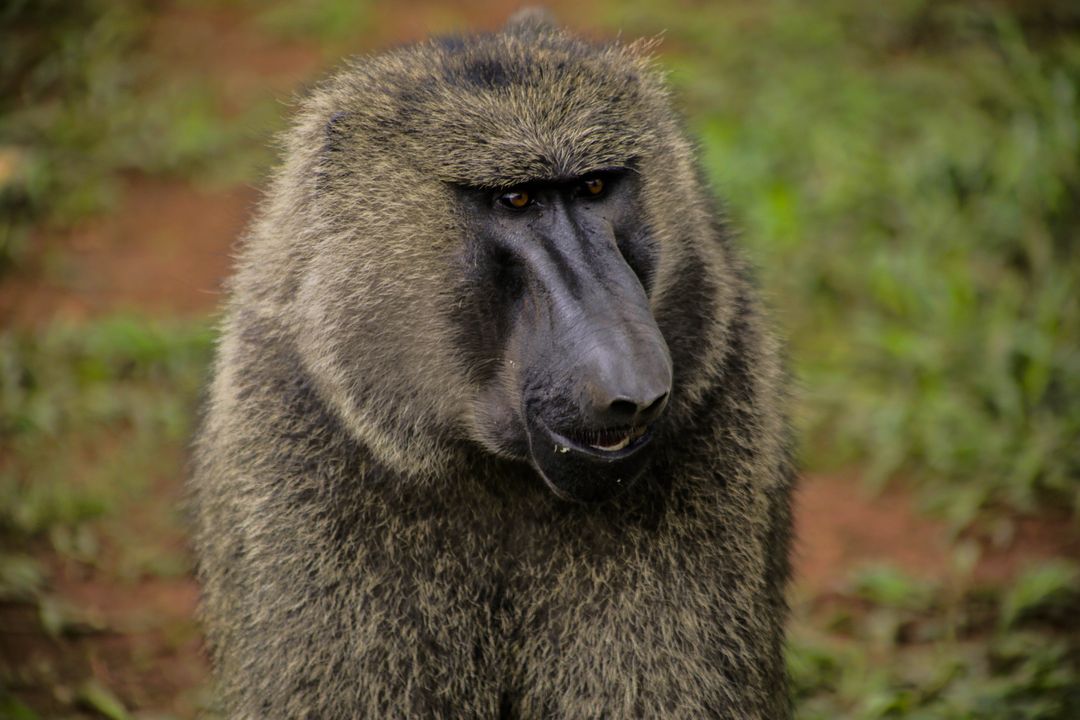 Close-Up of Wild Olive Baboon in Natural Habitat - Free Images, Stock Photos and Pictures on Pikwizard.com
