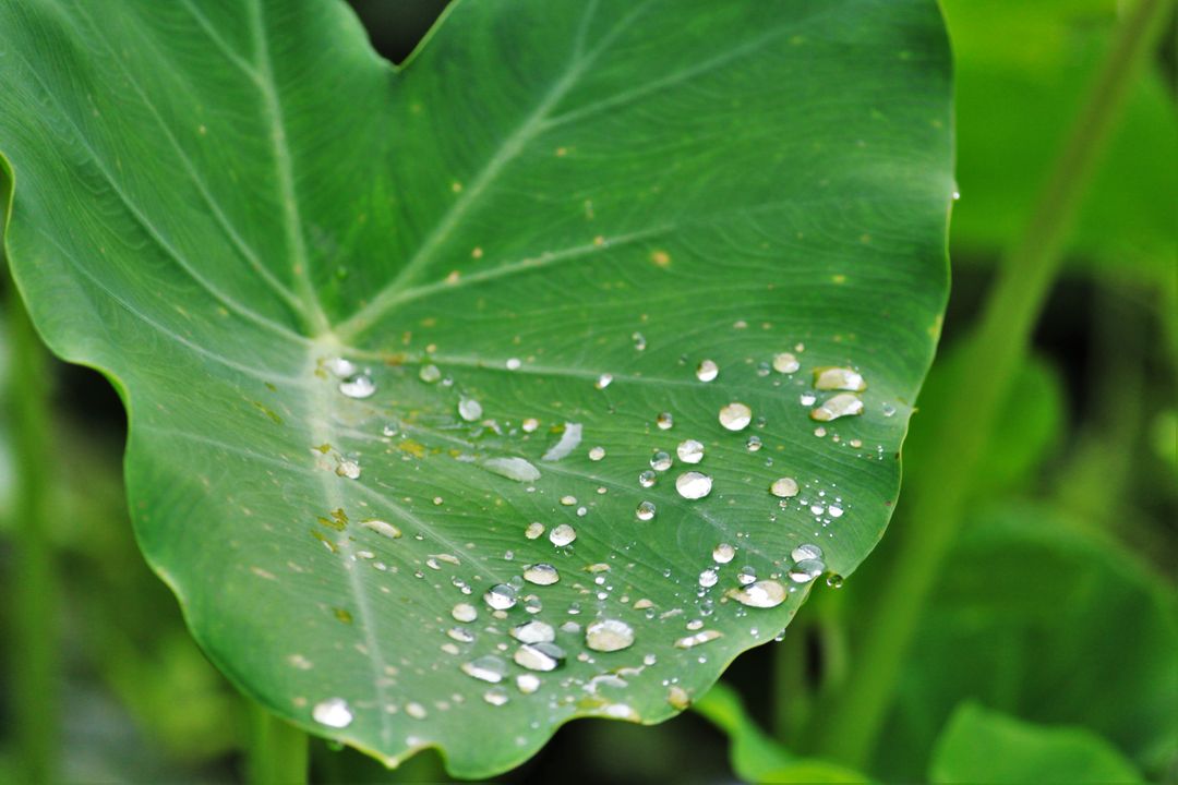 Close-up of Green Lotus Leaf with Water Droplets - Free Images, Stock Photos and Pictures on Pikwizard.com